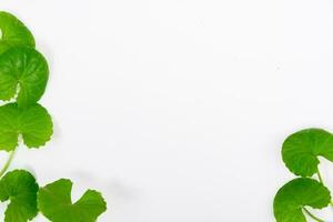 topo Visão em mesa centella asiática folhas com isolado em branco fundo foto