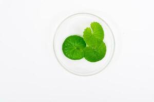 topo Visão em mesa centella asiática folhas com isolado em branco fundo foto