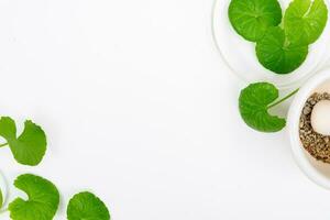 topo Visão em mesa centella asiática folhas com isolado em branco fundo foto