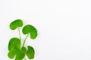 topo Visão em mesa centella asiática folhas com isolado em branco fundo foto