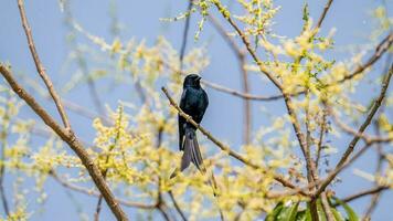 drongo preto empoleirado na árvore foto