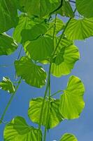 tinospora cordifolia local nome guduchi, e giloy, é a herbáceo videira do a família menispermáceas indígena para a tropical áreas do Índia usar Como ayurveda remédio azul céu fundo foto