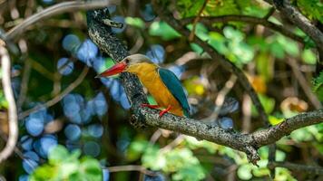 bico de cegonha martinho pescatore empoleirado em árvore foto