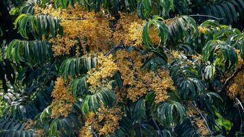 amarelo Saraca florescendo dentro a jardim foto