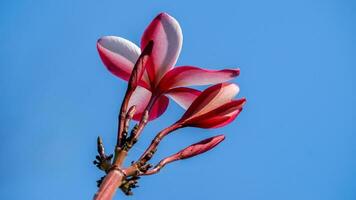 frangipani, plumeria, árvore do templo, árvore do cemitério florescendo no fundo do céu azul do jardim foto