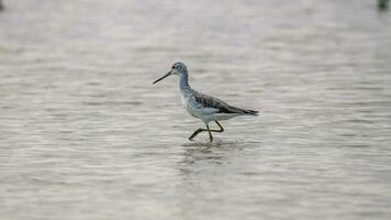 comum greenshank caminhando ao longo a costa do a lago. foto