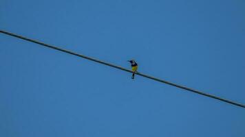passarinho-de-costa-oliva, passarinho-de-barriga-amarela empoleirado em arame foto