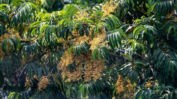 amarelo Saraca florescendo dentro a jardim foto