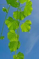 tinospora cordifolia local nome guduchi, e giloy, é a herbáceo videira do a família menispermáceas indígena para a tropical áreas do Índia usar Como ayurveda remédio azul céu fundo foto