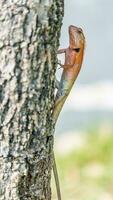 camaleão rastejando acima a árvore foto