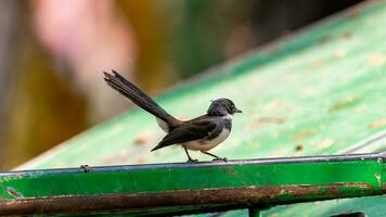 malhado fantail ficar de pé em a cerca foto