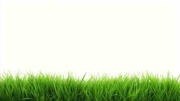 grama verde fresca, isolada no fundo branco foto