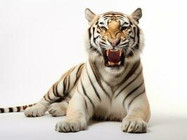 uma tigre isolado em uma branco fundo foto