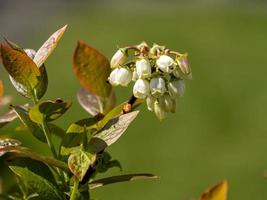 flores brancas em uma variedade de arbusto de mirtilo aino foto