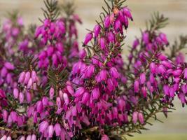 close up das flores de urze erica carnea challenger foto