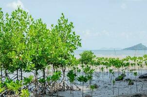 mangue árvore plantação para costeiro defesa foto