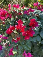 vermelho flores em a beira da estrada buganvílias foto