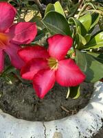 vermelho flor em vaso plantar deserto rosa foto
