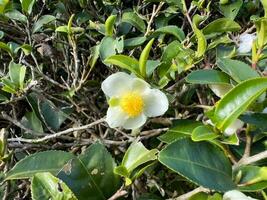 chá árvore com florescendo branco flor foto