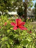 uma lindo vermelho flor hibisco foto