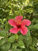 uma lindo vermelho flor hibisco foto