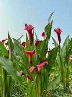 lindo vermelho flores zantedeschia debaixo a Sol com Claro azul céu foto