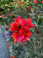 vermelho flores em a beira da estrada buganvílias foto