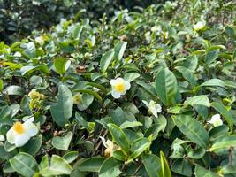 chá árvore com florescendo branco flores foto