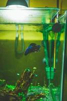 Betta splendens, peixe lutador siamês, em um aquário