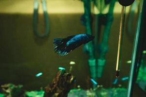 Betta splendens, peixe lutador siamês, em um aquário