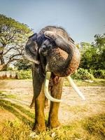 elefante adulto com presas de marfim em Ayutthaya, Tailândia