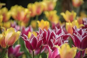 tulipas coloridas em um canteiro de flores em um jardim na primavera