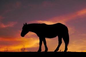 silhueta do cavalo ao pôr do sol foto