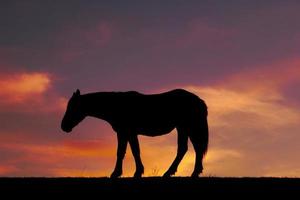 silhueta do cavalo ao pôr do sol foto