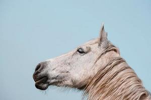 lindo retrato de cavalo branco foto