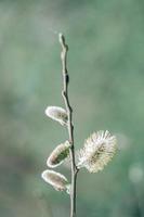 broto de árvore na primavera foto