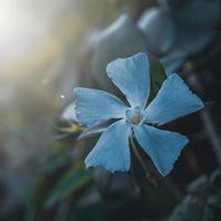 linda flor azul na primavera foto