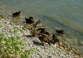 cinzento patos perto a lago costa. aves aquáticas. foto