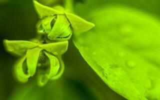 macro tiro do verde tropical plantar foto