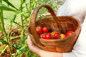 mãos de trabalhador agrícola mulher com cesta colhendo tomates orgânicos maduros frescos foto