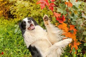 engraçado sorridente cachorrinho border collie jogando pulando no fundo de folhagem colorida de outono no parque ao ar livre. cão andando em dia de outono. Olá conceito de clima frio de outono. foto