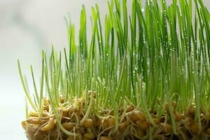 microgreens do brotou trigo com uma raiz sistema. macro foto