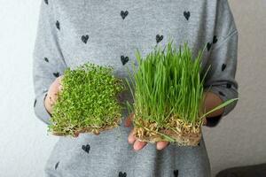 brotou microgreen aveia e alfafa dentro fêmea mãos foto