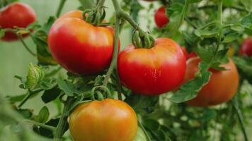 conceito de jardinagem e agricultura. tomates vermelhos orgânicos maduros frescos crescendo em estufa. produção de estufa. vegetal vegan vegetariano produção de alimentos cultivados em casa. foto