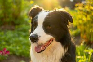 retrato ao ar livre de lindo sorridente cachorrinho border collie sentado no fundo do parque. cachorrinho com cara engraçada no dia ensolarado de verão ao ar livre. cuidados com animais de estimação e conceito de vida de animais engraçados. foto