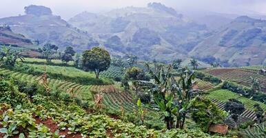 lindo Visão do terraço vegetal plantação, majalengka, oeste Java, Indonésia foto