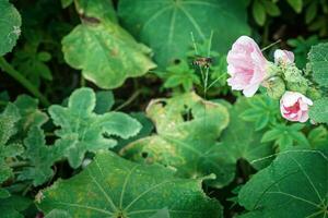 malva-rosa dentro natureza foto