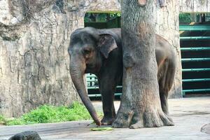 esta é a foto do elefante de sumatra elephas maximus sumatranus no parque de vida selvagem ou zoológico.