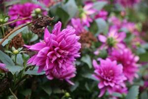 uma Maravilhoso flor jardim. a flores estão muito lindo. foto