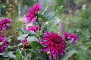 uma Maravilhoso flor jardim. a flores estão muito lindo. foto